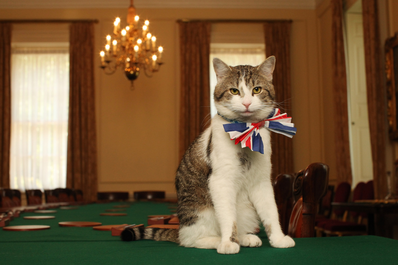 Illustration for article titled A Question About Brexit: Does 10 Downing Street Get to Keep Larry the Cat?Â